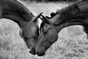 Two Horses